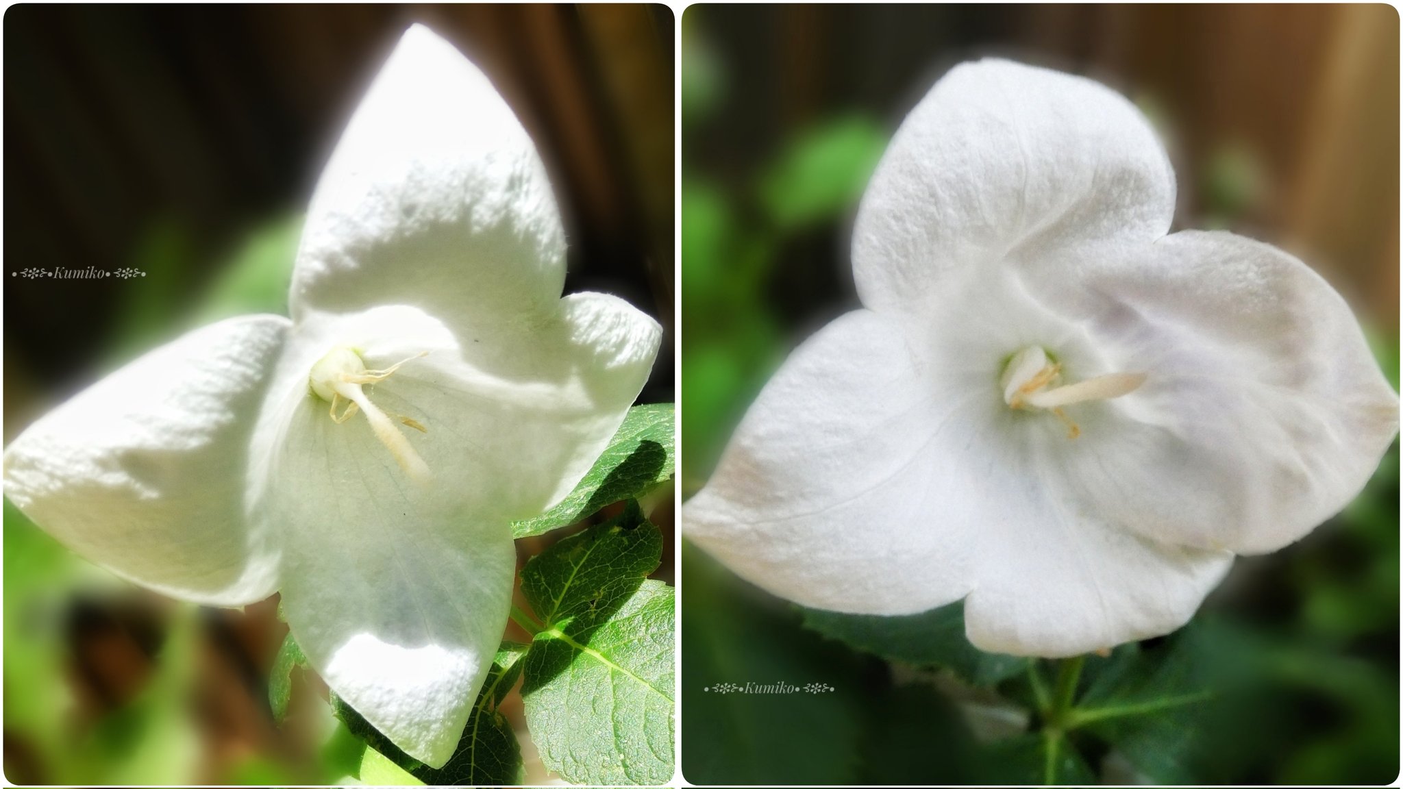 تويتر Bluepoppy Bluestar على تويتر Miy226 ピンクの桔梗珍しいですね 我が家では白い桔梗が咲いています 初めの頃は花びら5枚だったのてすが 最近咲くものは何故か花びら4枚なんです T Co 01n4rmsct5