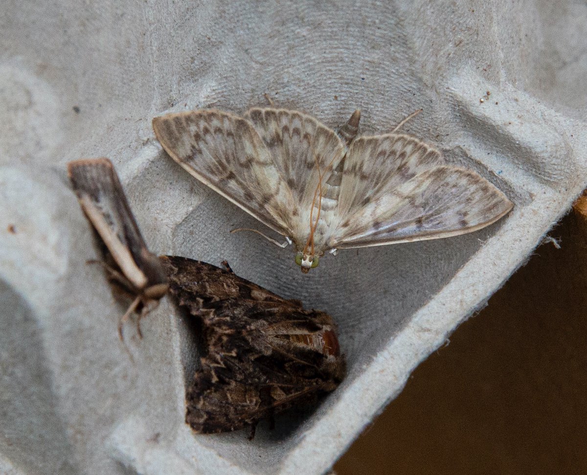 ArabellaSock's tweet photo. Best of August #mothbox new to us (but common apparently) the Mother of Pearl moth, in the 1st photo you can see the slight pearly irridescence on its wing. Also the ever popular Poplar Hawkmoth showing its colours! https://t.co/cpUyEIVQPc