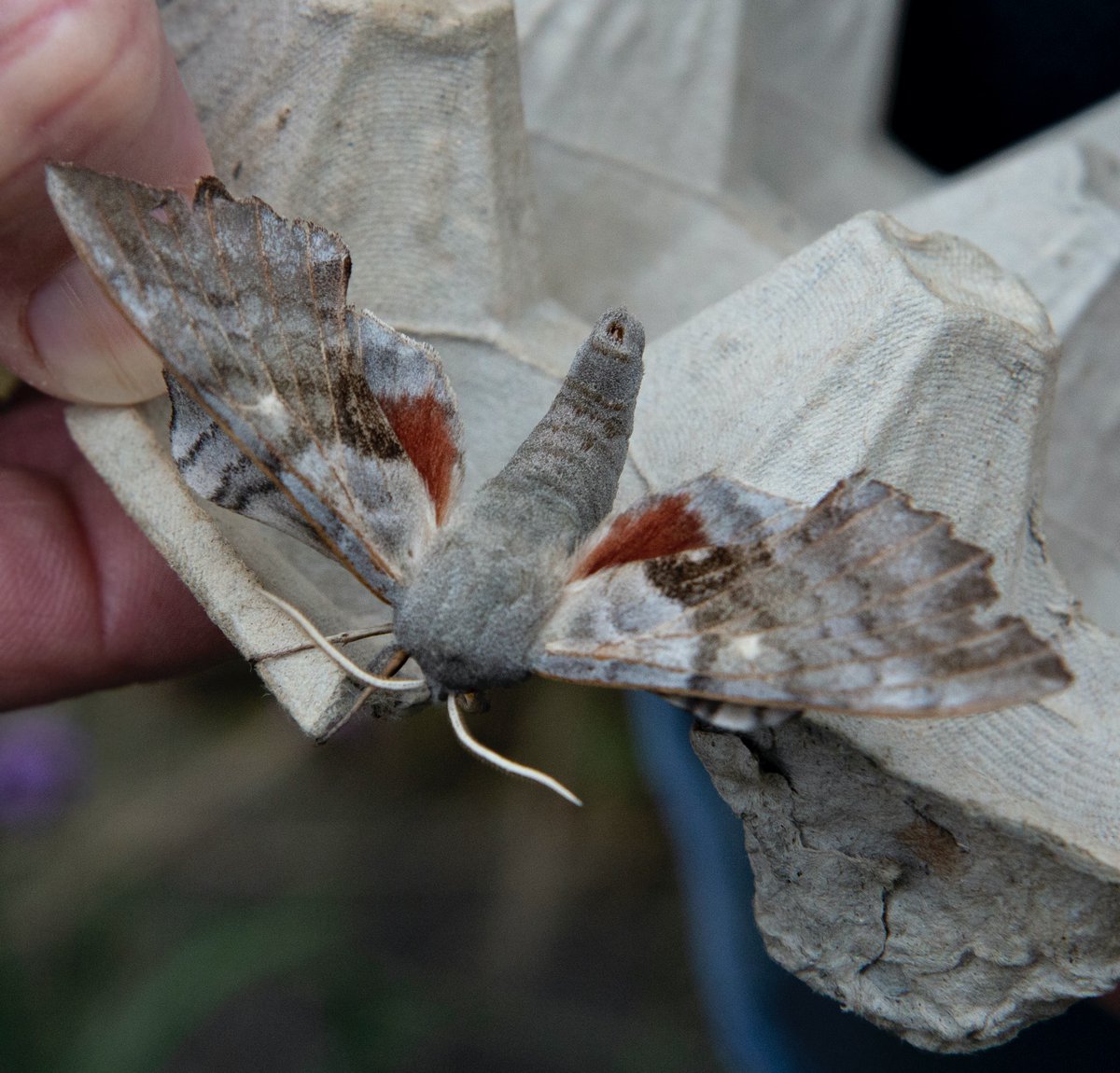 ArabellaSock's tweet photo. Best of August #mothbox new to us (but common apparently) the Mother of Pearl moth, in the 1st photo you can see the slight pearly irridescence on its wing. Also the ever popular Poplar Hawkmoth showing its colours! https://t.co/cpUyEIVQPc