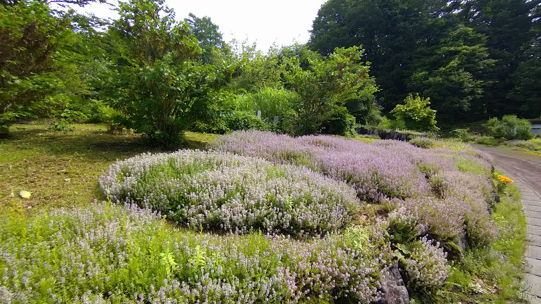 Nauhia Herb タイム満開 田沢湖ハーブガーデンハートハーブ T Co Ai8nxrdfcd Twitter
