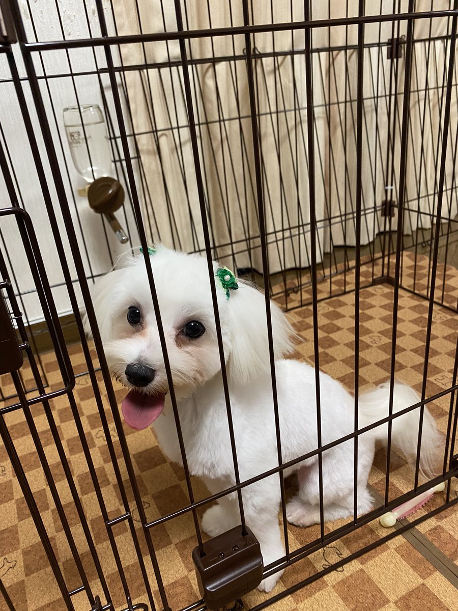 マルチーズのサマーカット。
男の子なのに頭に可愛い物つけて帰ってきた笑

＃マルチーズ