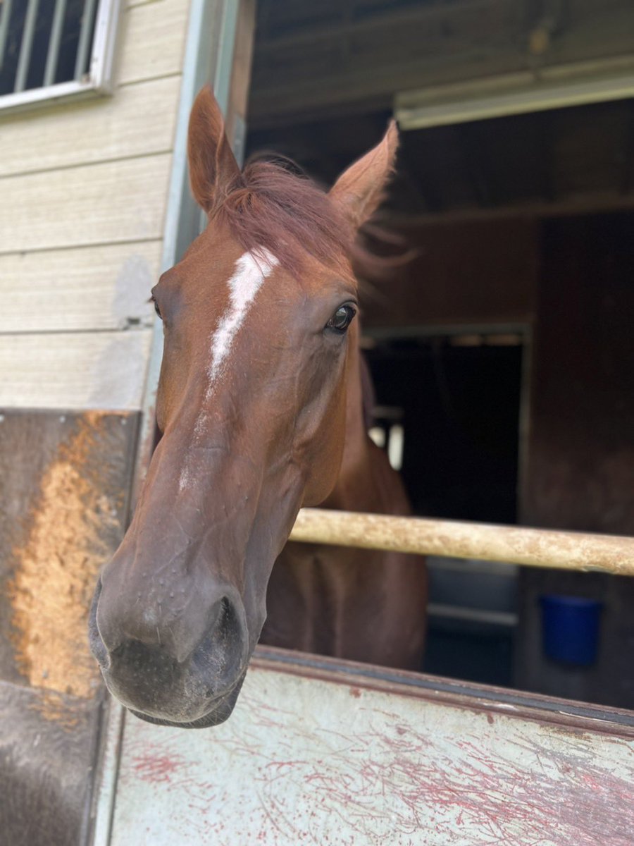 tachibanastable's tweet photo. 今日の1Rでリーゼントセレーネが勝ちました！8ヶ月の長期休養から2戦目での初勝利でした！
厩舎を信じて預けて下さった三浦オーナーはじめ応援して頂いたファンの皆さま、獣医の皆さまありがとうございました😊
セレーネも良い逃げだったよ💯
次も頑張ろう😆
#岩手競馬
#橘厩舎
#盛岡競馬場
#三浦大輔 https://t.co/dDqkHfhd7g