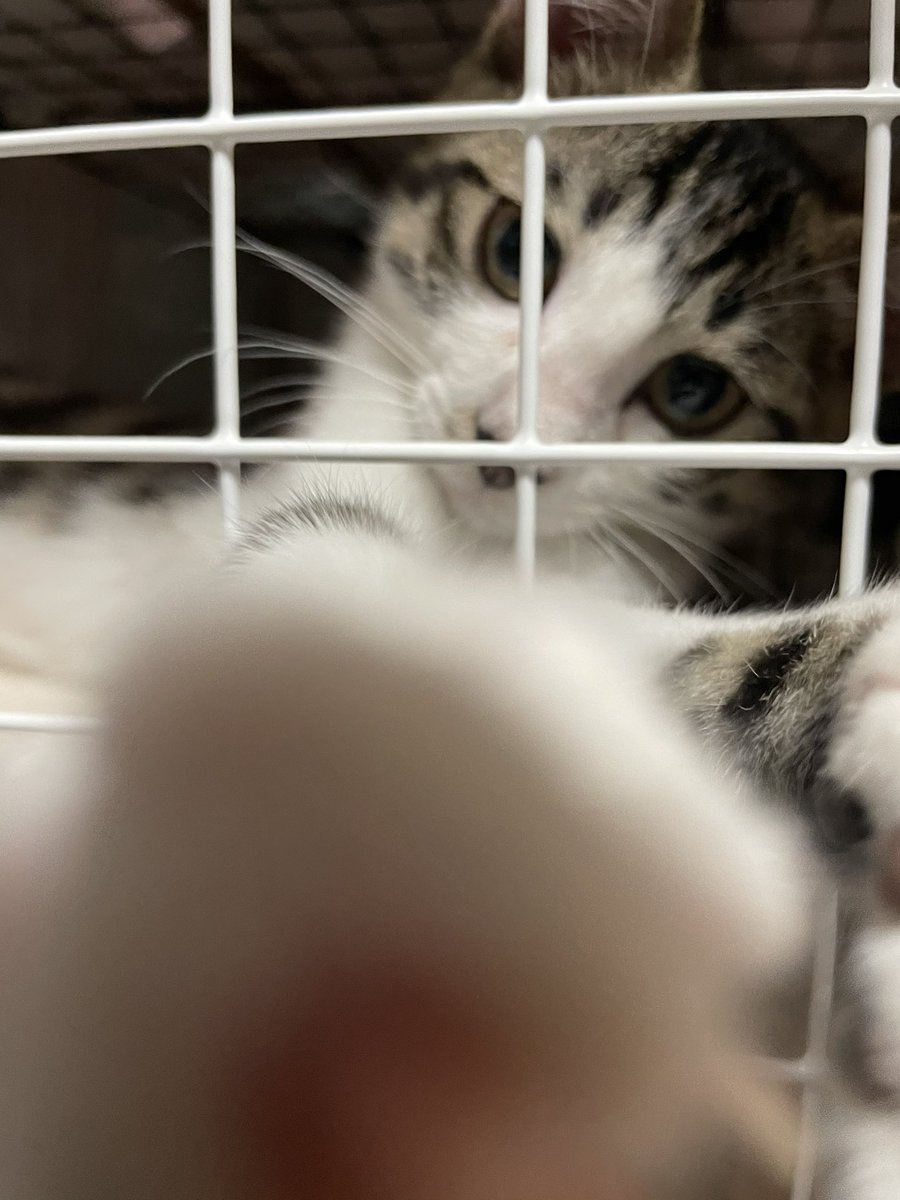 手が痒いな
また猫の引っ掻き傷が治りかけで痒くなっているのか
って思ったら、蚊だった
猫、冤罪だった
ごめんね
#猫
#お猫さま
#猫のいる暮らし