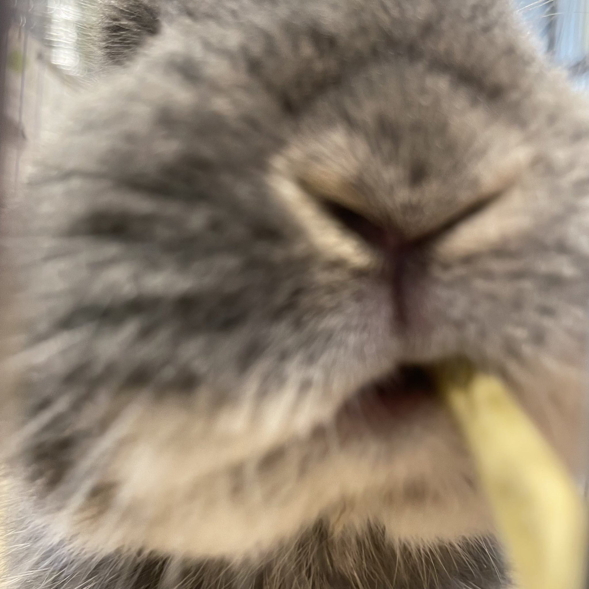 Follow うさぎのしっぽ幕張新都心店 S Shippo Makuhari Latest Tweets Twitter
