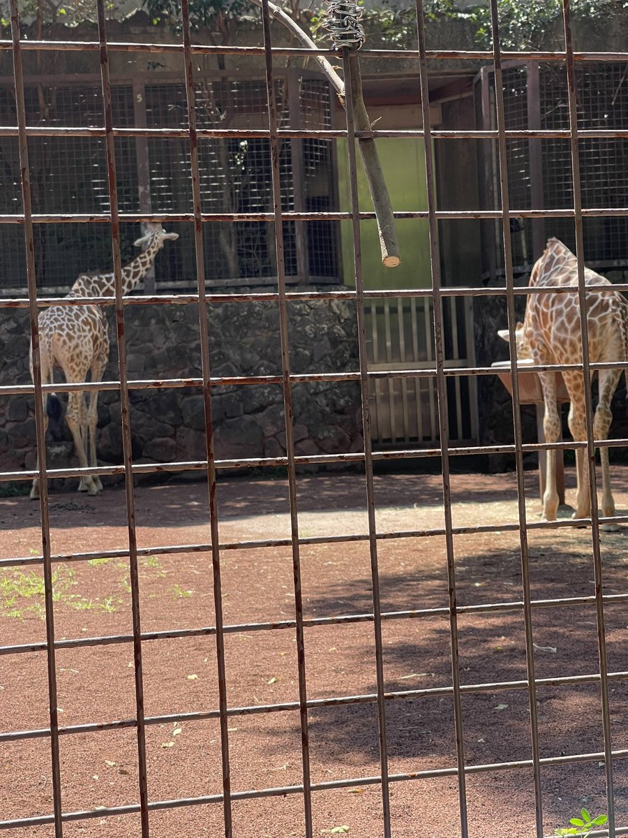 yuuki019's tweet photo. 上野動物園。
色々考えさせられた。
本当に。 https://t.co/NlRtz04A0M