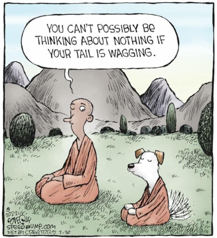 Peasweat2's tweet image. 😂 I really don’t know why this has tickled me quite so much - can’t stop giggling to myself 😂  #WiseDogs