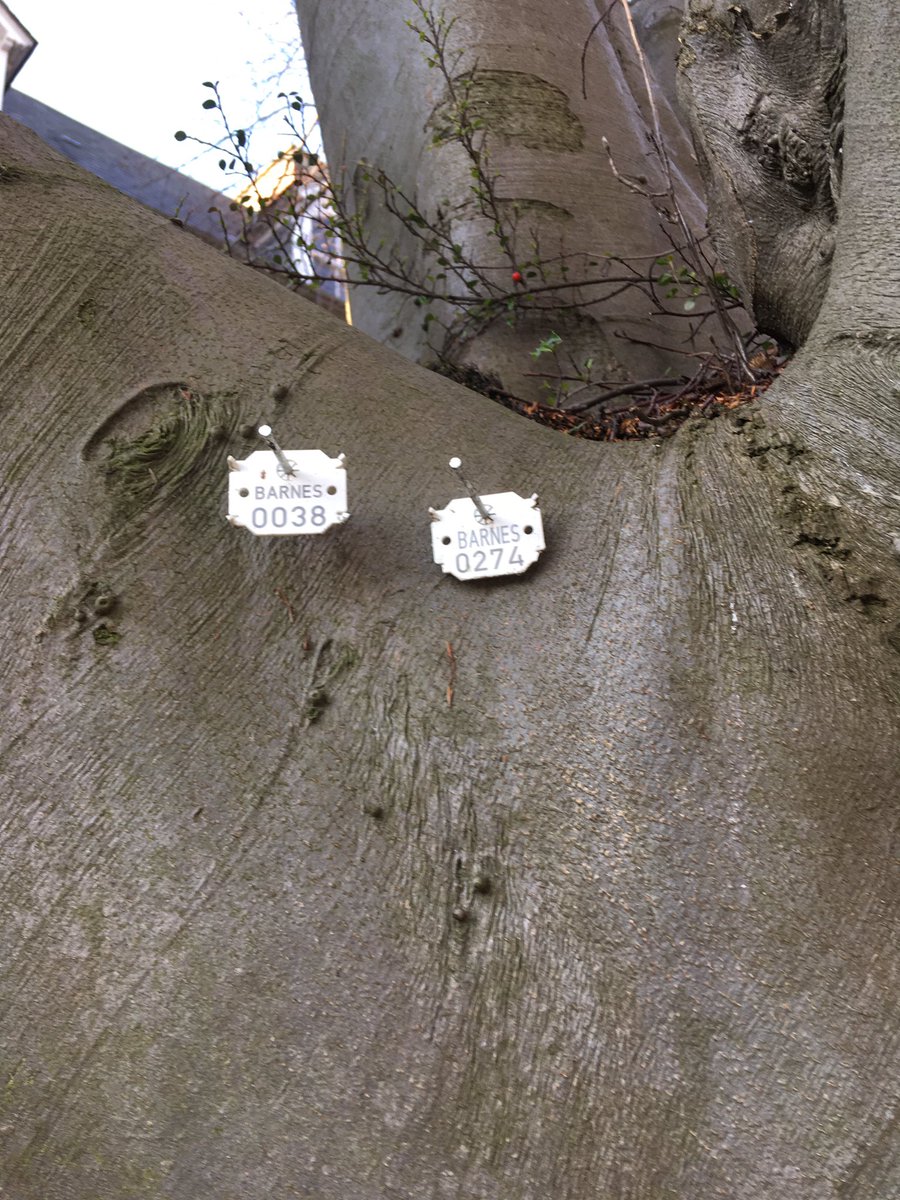 LeeAssessor's tweet photo. @NorthumbriaTree there’s an old beech @UniofNewcastle @NUEstates down Windsor way https://t.co/gr6jQBaaE2