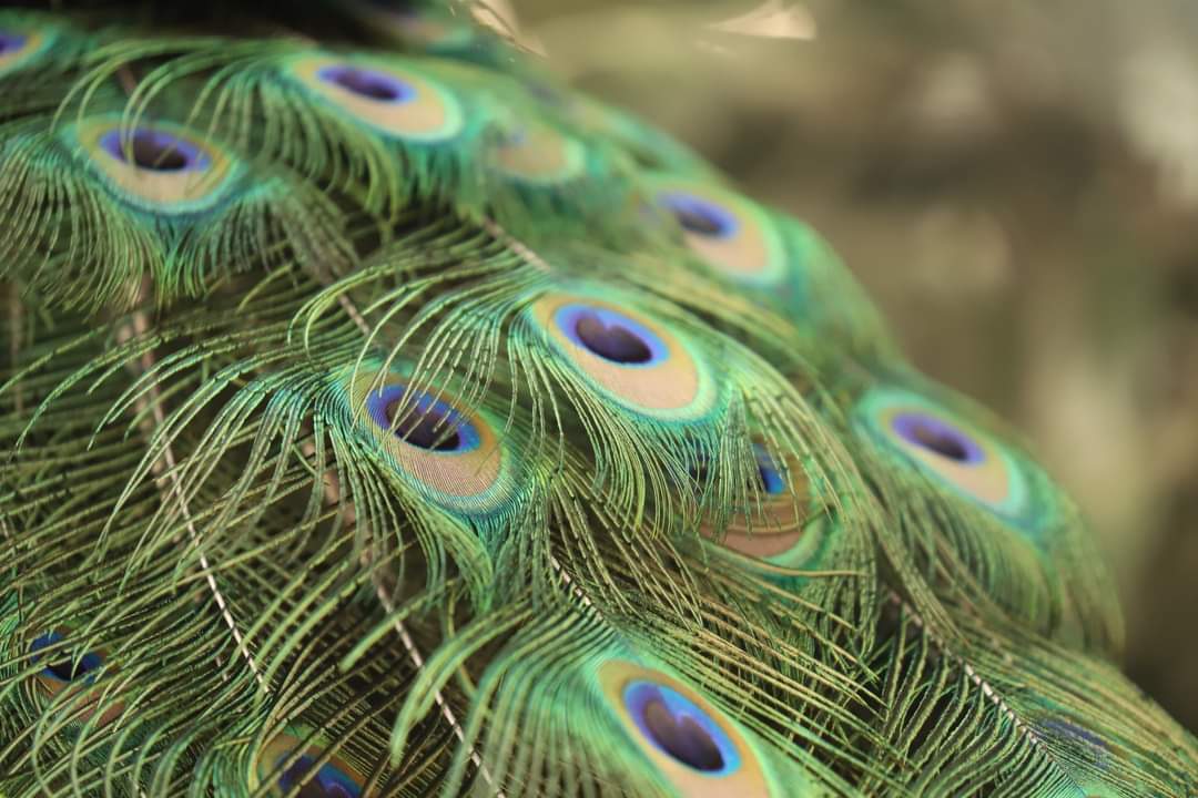 Stunning peacock at @Notcuttsuk Oxford! Saw mumma and her 4 peachicks too #wildlifephotography #photography