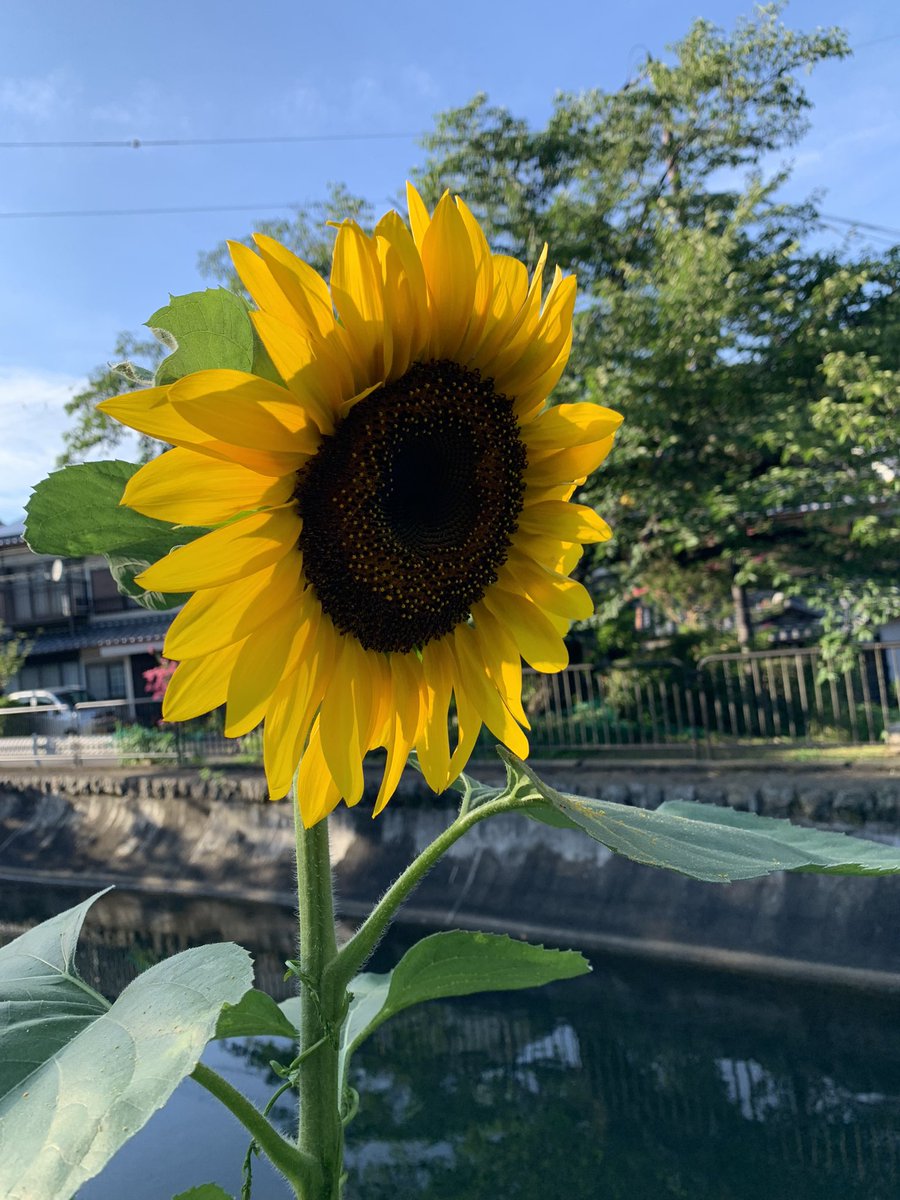 donguriQueSera's tweet photo. #散歩 #植物 #綺麗な花 #季節 #ひまわり　強そうなひまわり🌻意志を感じる🌻🌻🌻 https://t.co/tfTspIx81z