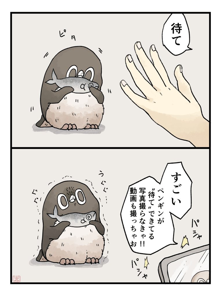 【待て】
我慢強いアデリーペンギン。早く…!早く……!!
#アデリーペンギン 