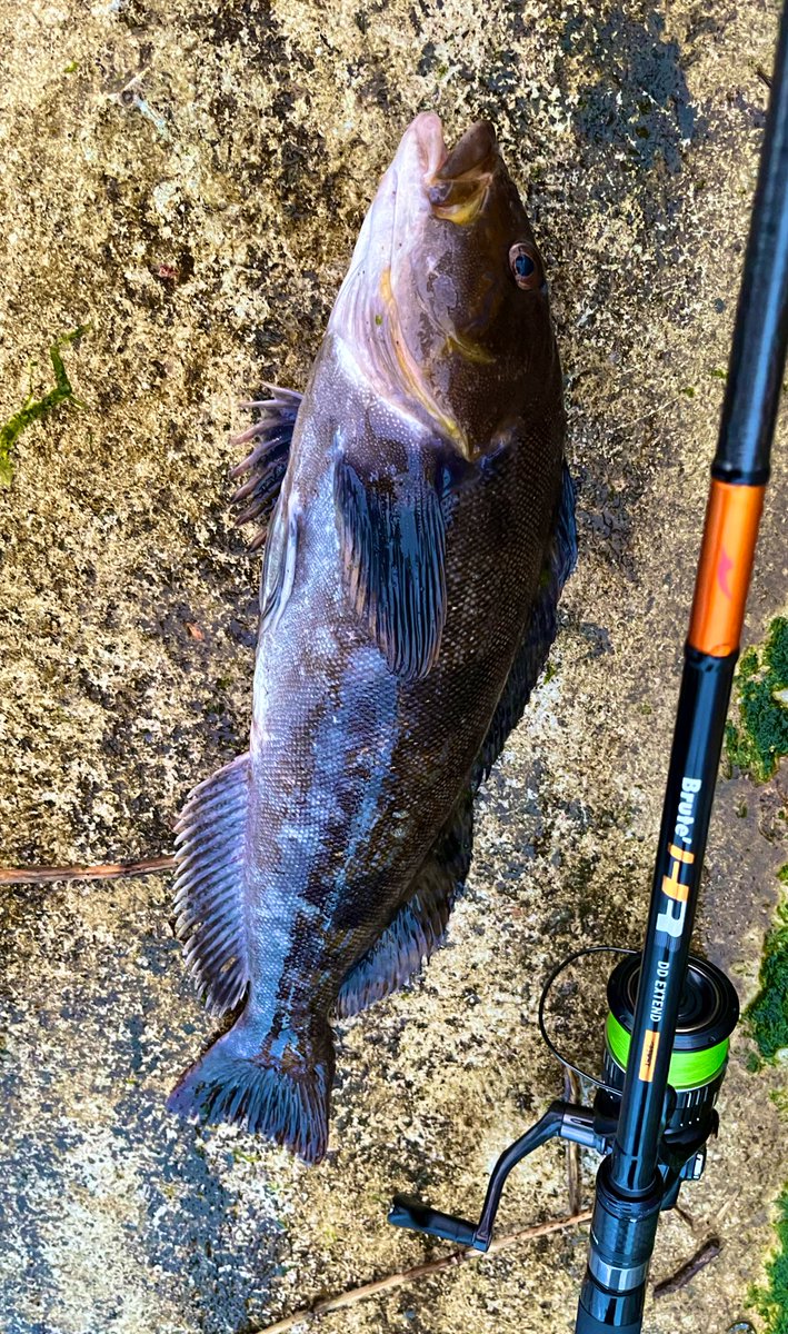 fish_kumagai's tweet photo. 激濁りの割にはバイトが多く、昨日、今日で40up×1、45up×2、54と友達と楽しく釣れました🐟
キジハタと違ってアイナメはちゃんと釣らせてくれますね🙄
夏は暑いので魚のこと考えると写真撮るの難しい🙇
#APIA #DDextend #95MHX https://t.co/qAtuN9l2md