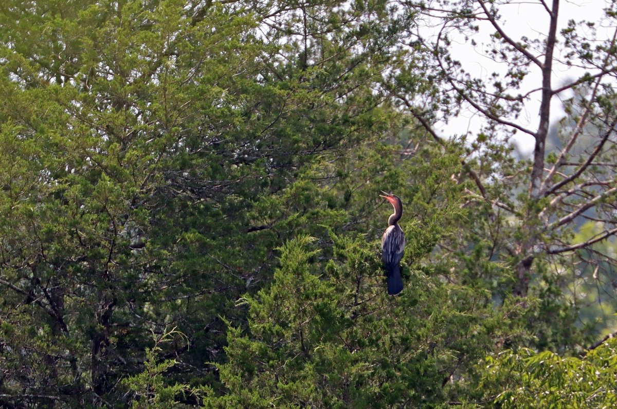 Sumrall_Lab's tweet image. We had an unusual visitor to the area in Anderson Co., TN yesterday, an Anhinga.  This bird looks a lot like a cormorant but has a different bill shape, lots of white plumes on the back and wings and a much longer tail.  While common along the coast, they rarely get up here.
