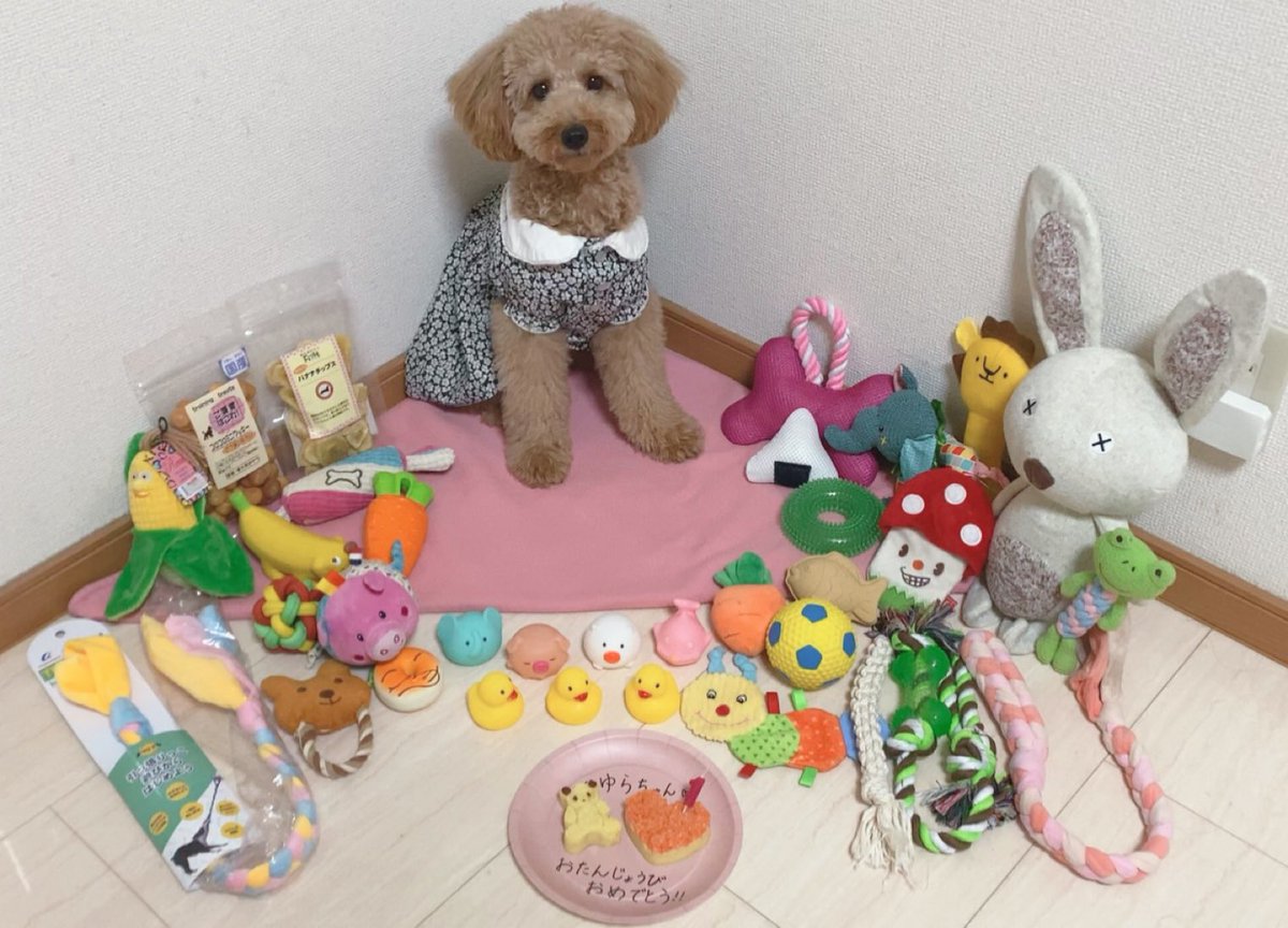 _rabu_kun's tweet photo. 先日ゆらちゃんが1歳を迎えました〜🎉
元気いっぱいのお転婆娘はすくすく成長して大きくなりました🥰 https://t.co/avzFqvL5u4