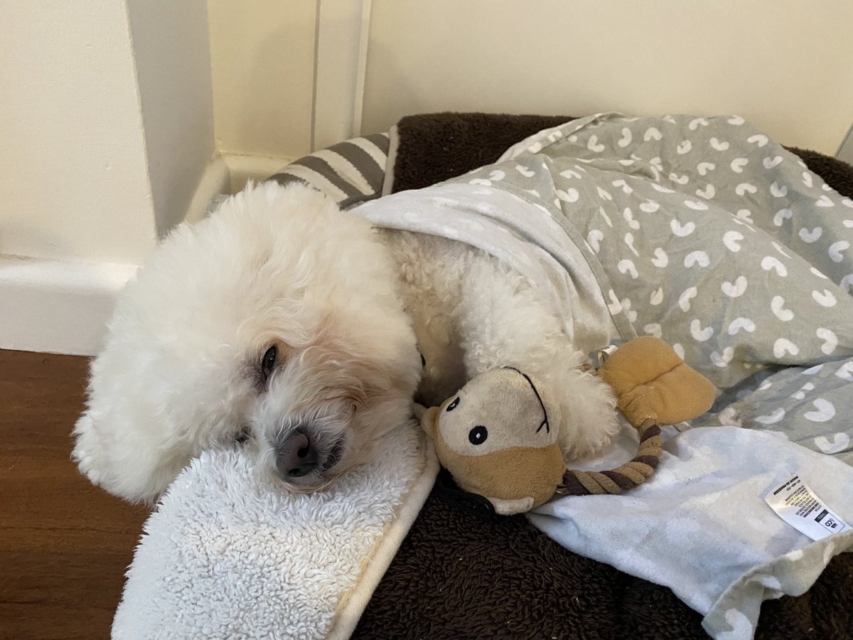 BichonMugsy's tweet photo. Sweet dreams #mugsylove #dogsoftwitter https://t.co/B0rt4DZD0P
