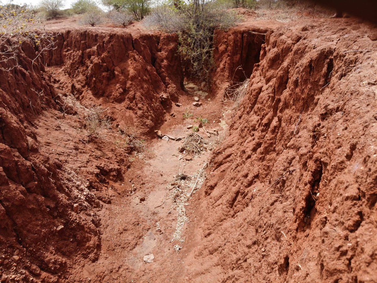 africawoodgrow's tweet photo. Every methode available to regreen this land will be used. #fmnr #treeplanting #contourtrenches #checkdams #watermanegement #erosioncontrol #drytropics https://t.co/7xjMBL4GJg