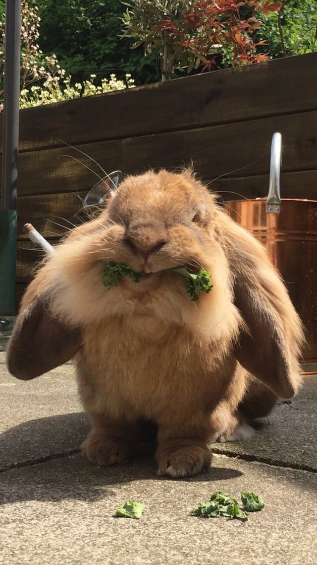 Bunnies (@rabbiteveryhour) on Twitter photo 