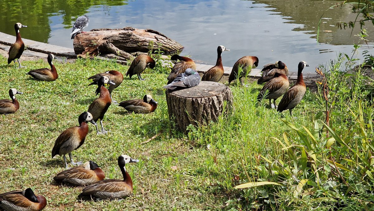 MrDemonic09's tweet photo. So I've found out Birdworld is mainly birds https://t.co/WANIzsdQx4