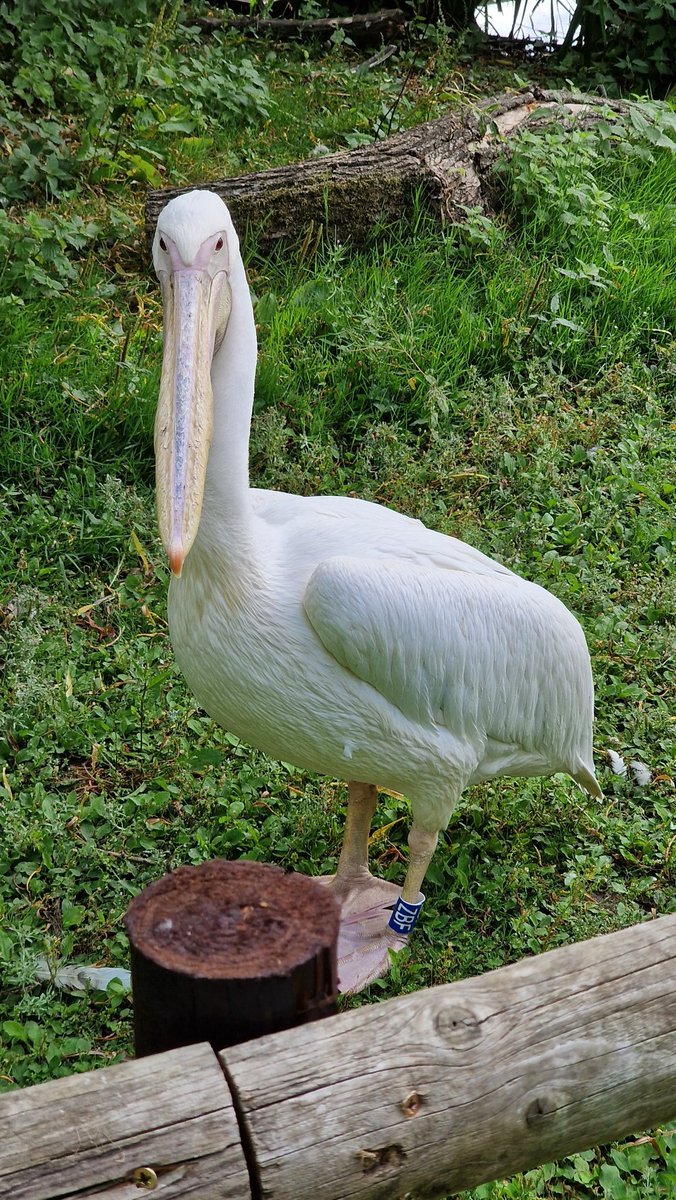 MrDemonic09's tweet photo. So I've found out Birdworld is mainly birds https://t.co/WANIzsdQx4