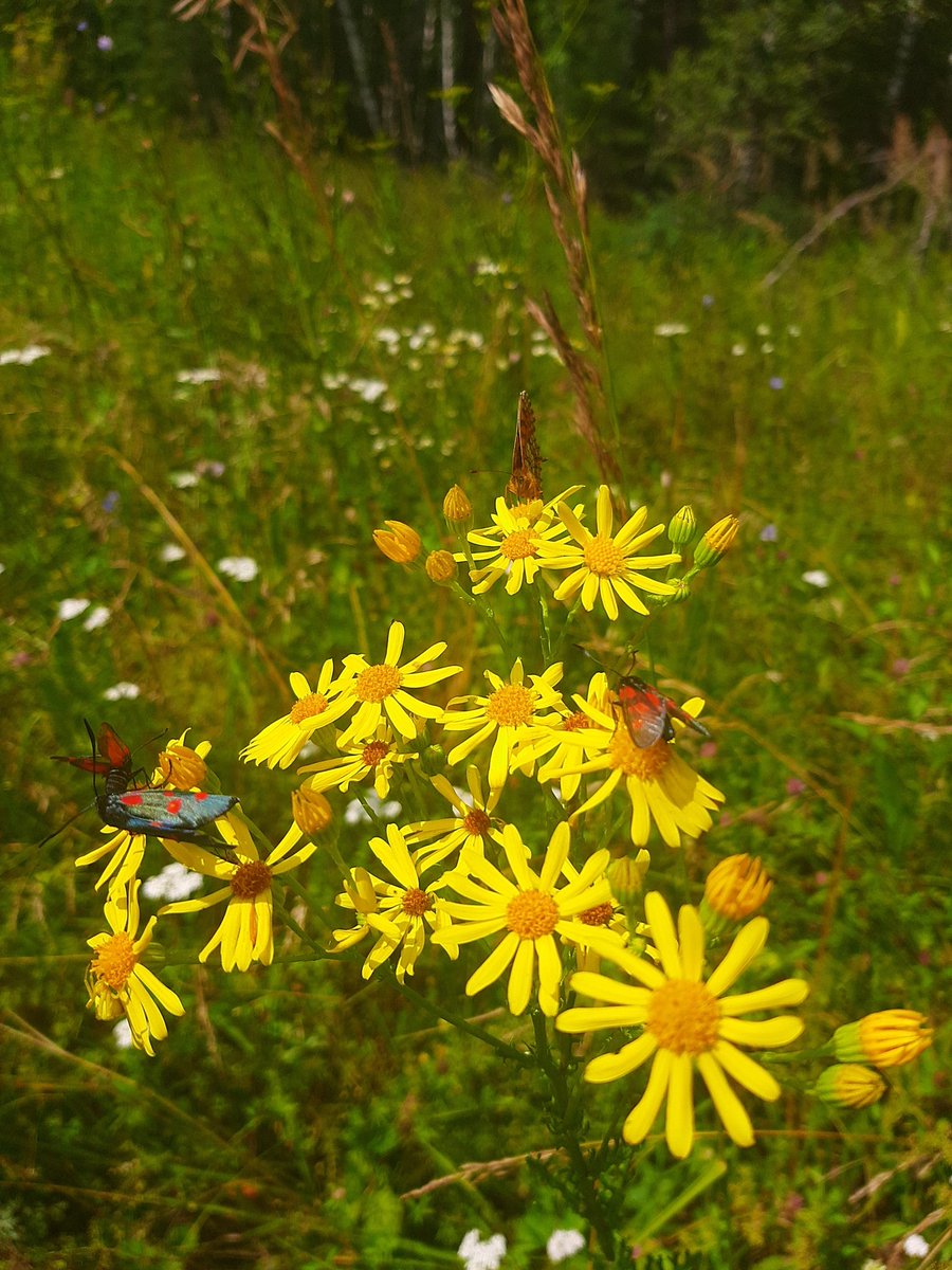 orientru's tweet image. 