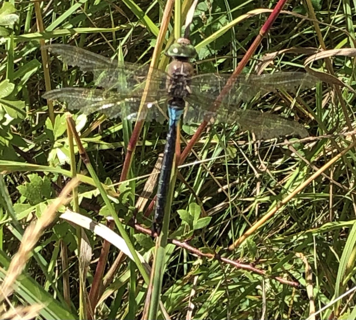 MikeCampbell20's tweet photo. I saw my first one in this country in 1996 and some in southern England also a few locally, but this one was the best as I found it myself at Pitstone late morning today. https://t.co/pvhuod5LkM