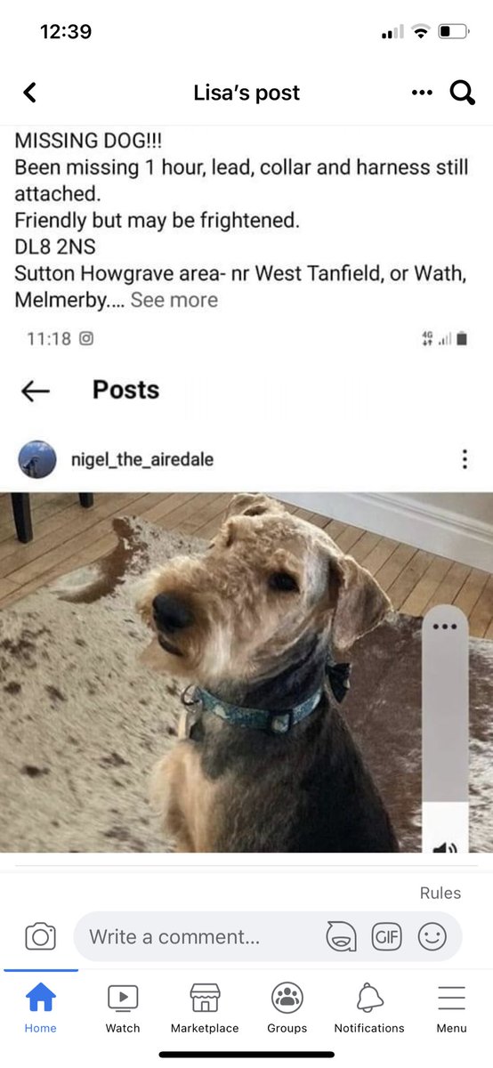 pinky_lottie's tweet image. Missing Airedale pal in North Yorkshire. Please keep an eye out his name is Nigel 🐾