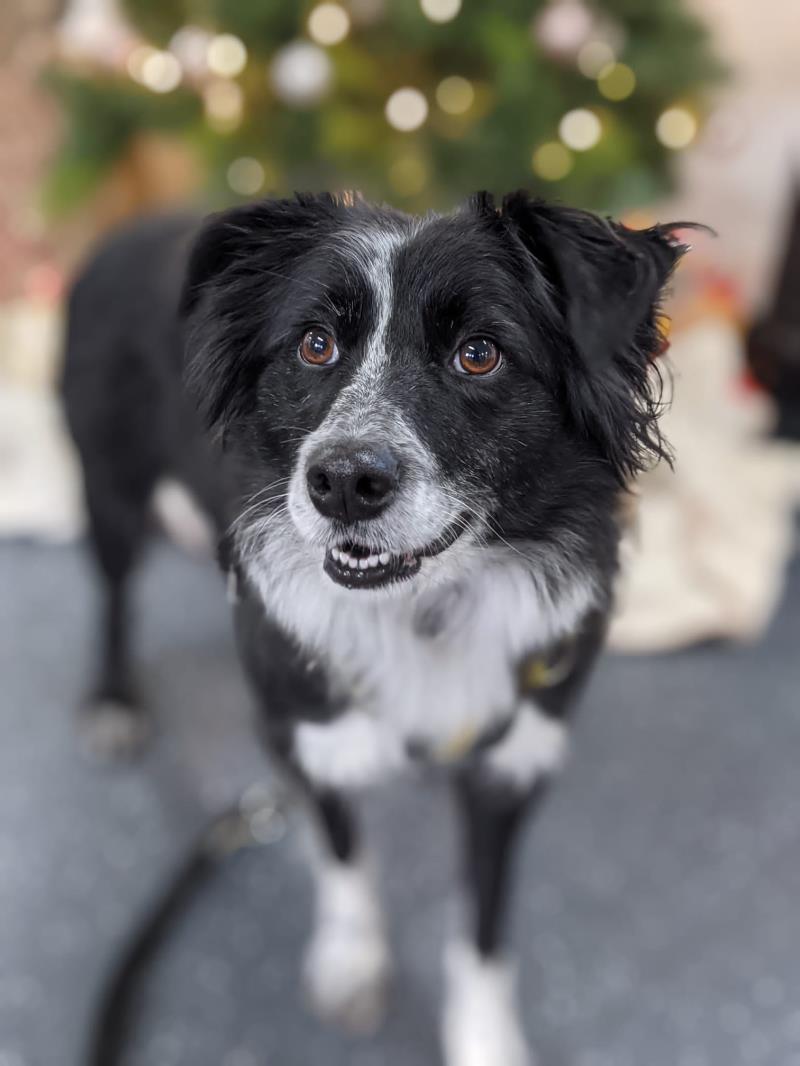 Please retweet to help Jess find a home #BALLYMENA #NORTHERNIRELAND 

Beautiful Border Collie aged 3, loves attention. She can live with children aged 12+ and with another dog + cats! 😀🐶😺✅

DETAILS or APPLY👇
dogstrust.org.uk/rehoming/dogs/……

#dogs #Collies #pets