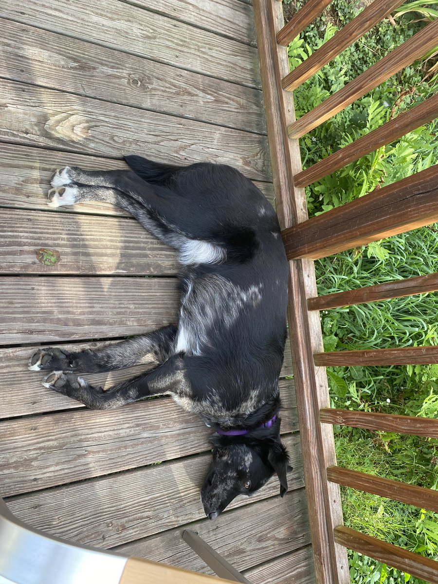 amosedale's tweet photo. #SundayMorning deck side.. easing into day #domesticatedanimals #shasta #tiger #calie https://t.co/GZh1JfZ8D4