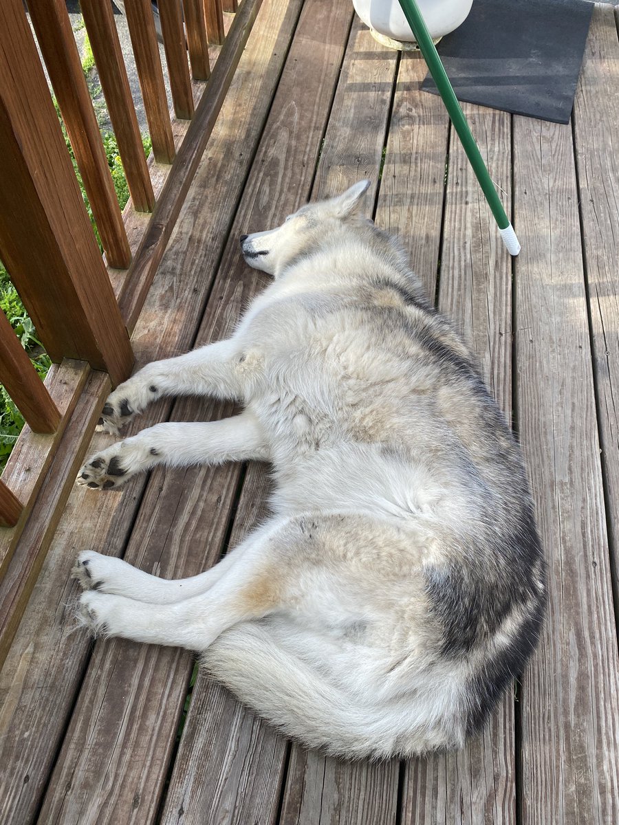 amosedale's tweet photo. #SundayMorning deck side.. easing into day #domesticatedanimals #shasta #tiger #calie https://t.co/GZh1JfZ8D4