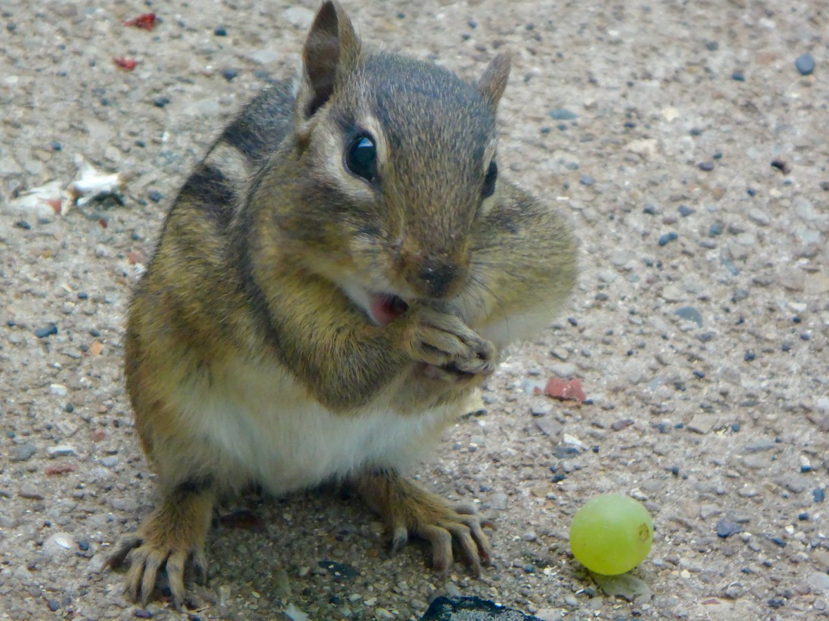 602Shaffer's tweet photo. Go ahead and have all of the treats...it's Sunday! #SundayBrunch #sundayvibes #SundayMorning #backyardcritters #nature #chipmunks #treatyourself https://t.co/0XvTuZZtPU