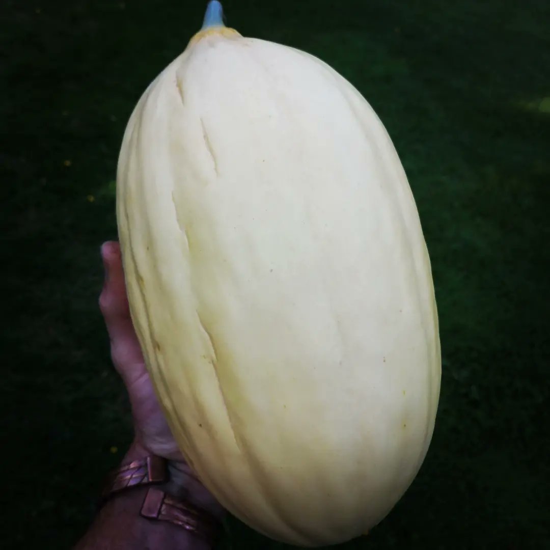 Possibly the highlight of the grow your own year for me; the first ripe melons. These are 'Alvaro' AGM and 'Mangomel'. The whole point of growing your own food is the stark difference in flavour vs shop bought and no other crop is more pronounced than this one 🍈🍈😋😋😋