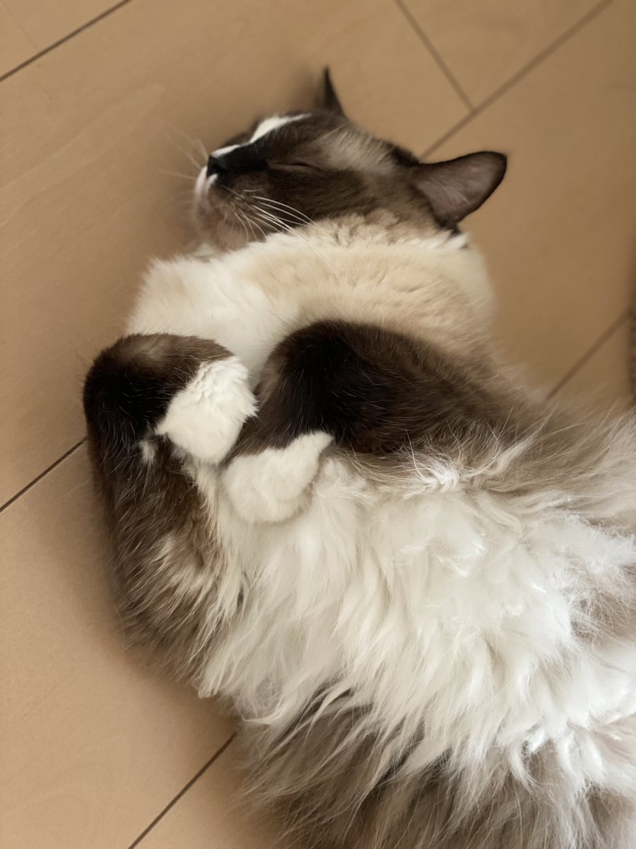 Good evening!!

#寝ちゃった　#猫好きさんと繋がりたい 
#猫のいるくらし  #ラグドール   #cat 
#猫のいる幸せ  #catlover  #ねこ