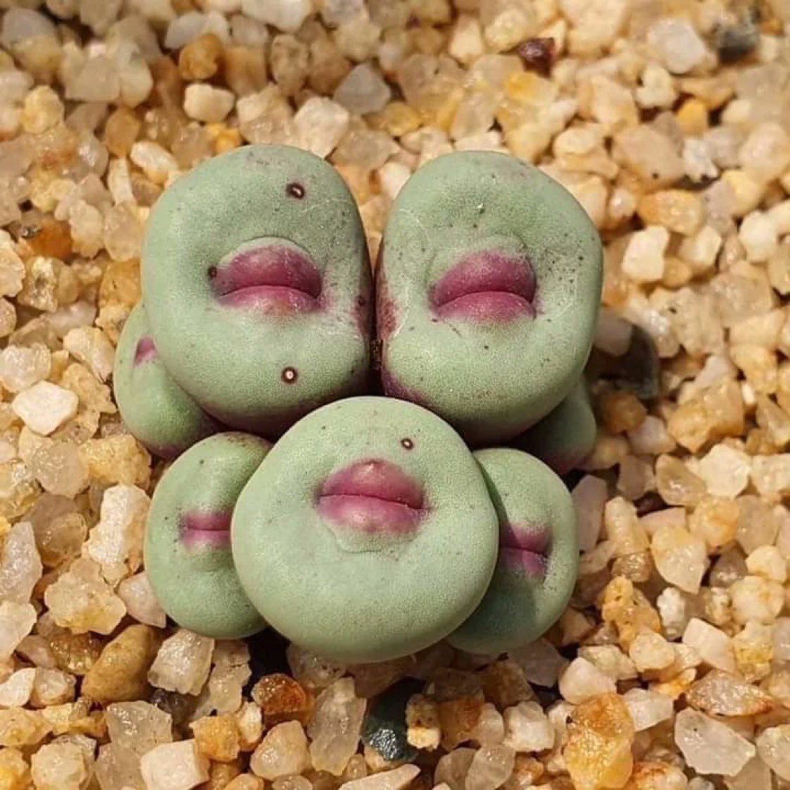 Conophytum pageae, 

An almost stemless succulent plant producing leaves that are spherical with dimples that resemble lips, these are the opening from which the flowers will sprout 

Source of images 
1 bit.ly/3aXPaJC
2 bit.ly/3J3ZcoN