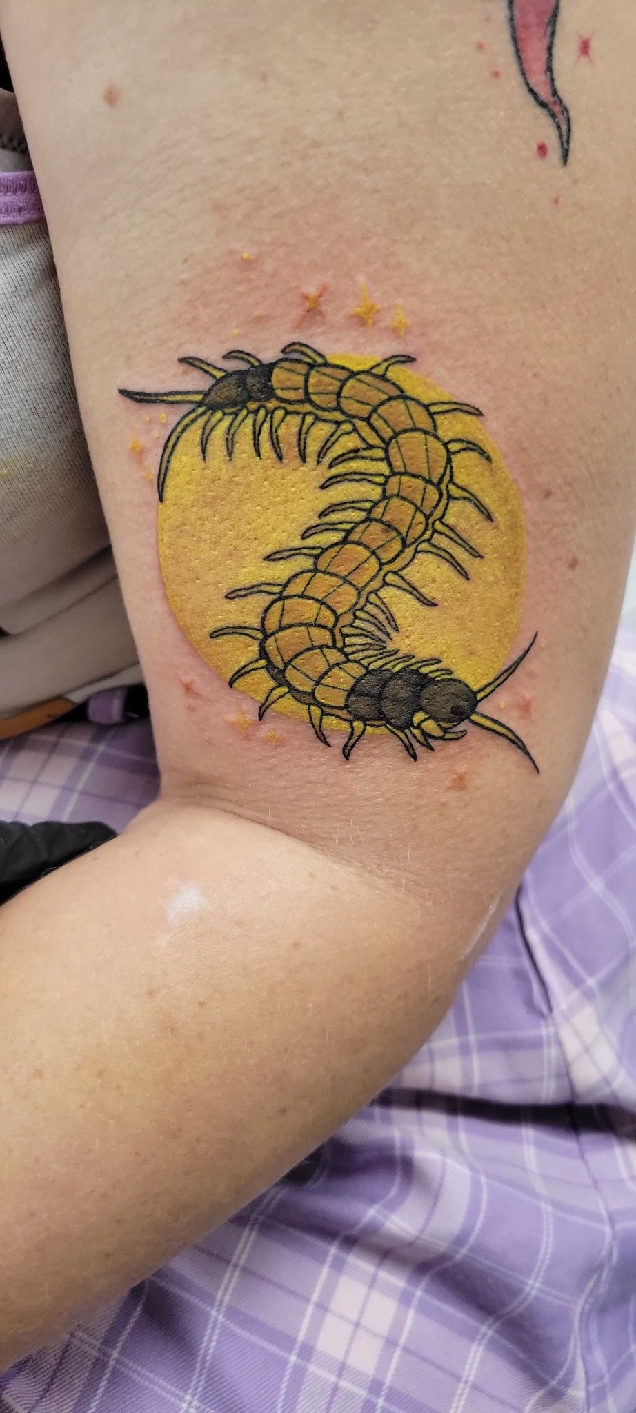 Shoulder Centipedes  Under the Needle