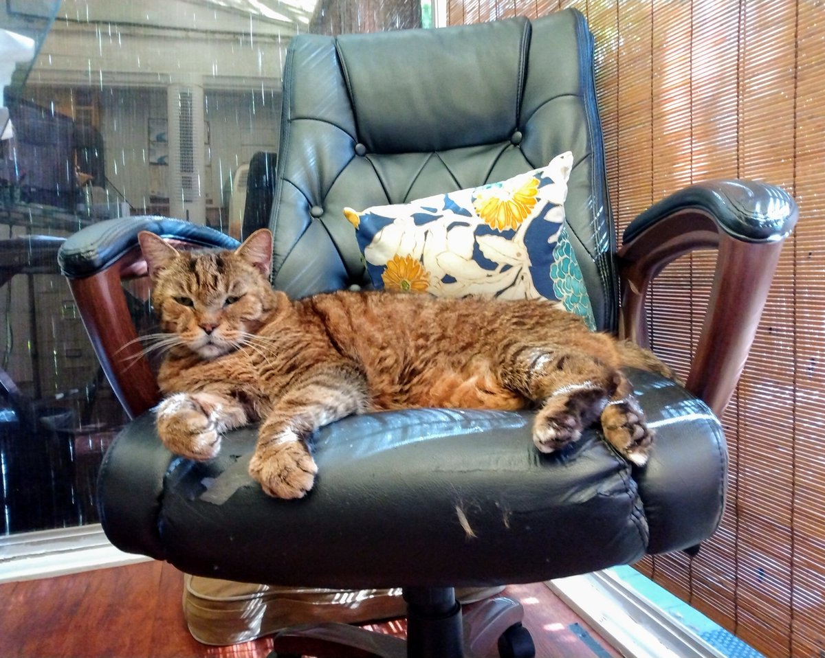 oldtownmanorkw's tweet photo. All questions shall be directed elsewhere.
Sincerely, The Boss.
.
.
.
#oldtownmanor #keywest #rescuecat #fkspca #flkeys #lovefl #petfriendly #bedandbreakfast #duvalstreet #greenhotel https://t.co/CTMd6nk0PP