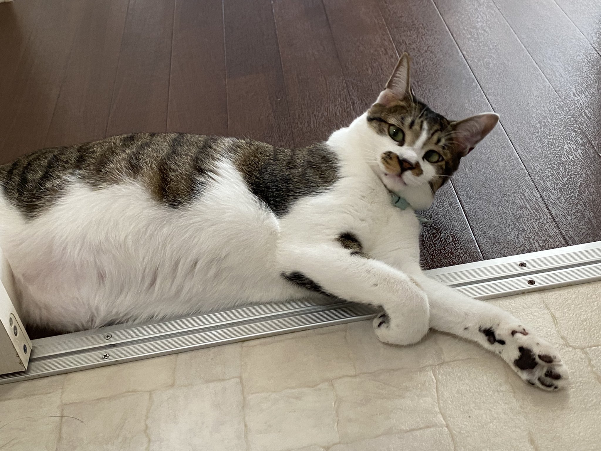 ミント 甘えん坊破壊神 待ちくたびれたのかな お風呂待機 保護猫 T Co 1oo2fswf2a Twitter