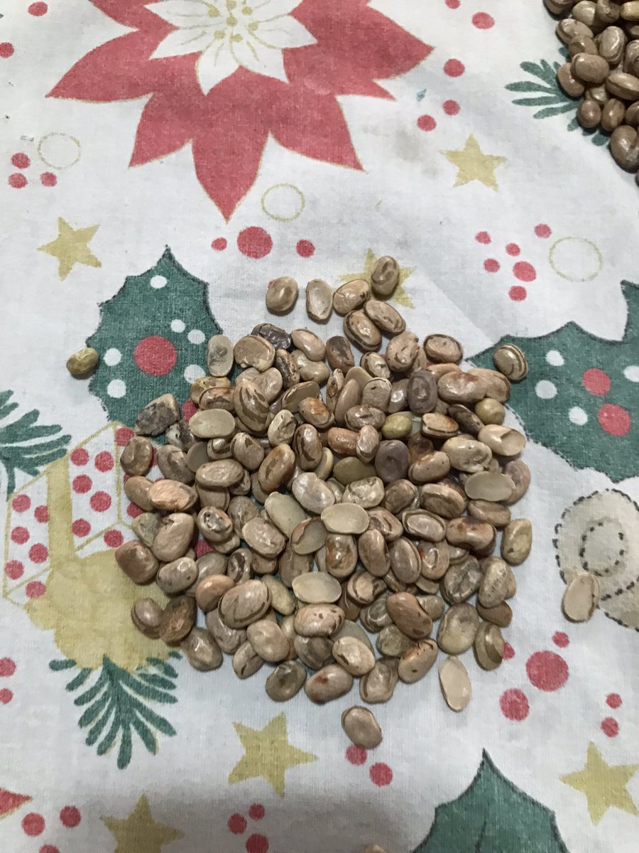 Mboavista's tweet photo. Simplesmente uma vergonha pagarmos quase 10 reais em 01 kg de feijão e 1/4 ir para o lixo devido a um problema de baixa qualidade, isso porque é o tipo 1, imagina se fosse de outros níveis. Qual a resposta da empresa Qualita? #feijao #alimento #qualita #empresaqualita https://t.co/tTTHbhOM66