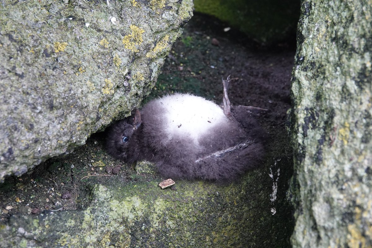 StKildaNTS's tweet image. A sad day on Friday with the realisation that #avianinfluenza is clearly affecting the #StKilda Puffin population too. Up to 11 dead Pufflings outside burrows around the colony fringes so far. @smp_seabirds @N_T_S @nature_scot @JNCC_UKseabirds