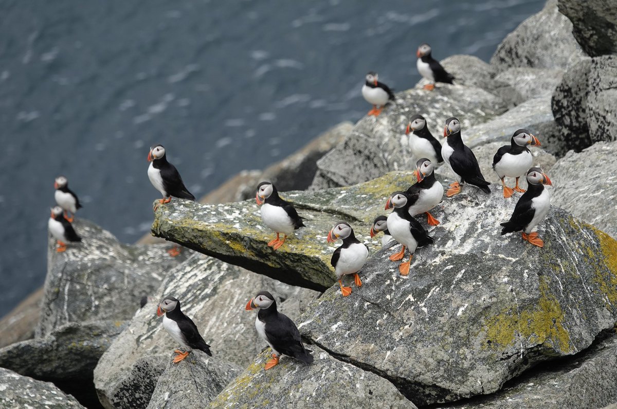 StKildaNTS's tweet image. A sad day on Friday with the realisation that #avianinfluenza is clearly affecting the #StKilda Puffin population too. Up to 11 dead Pufflings outside burrows around the colony fringes so far. @smp_seabirds @N_T_S @nature_scot @JNCC_UKseabirds