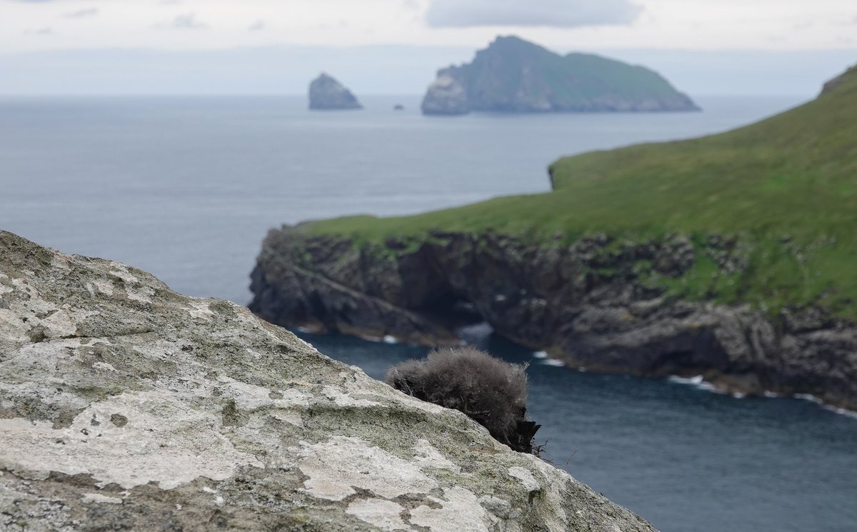 StKildaNTS's tweet image. A sad day on Friday with the realisation that #avianinfluenza is clearly affecting the #StKilda Puffin population too. Up to 11 dead Pufflings outside burrows around the colony fringes so far. @smp_seabirds @N_T_S @nature_scot @JNCC_UKseabirds