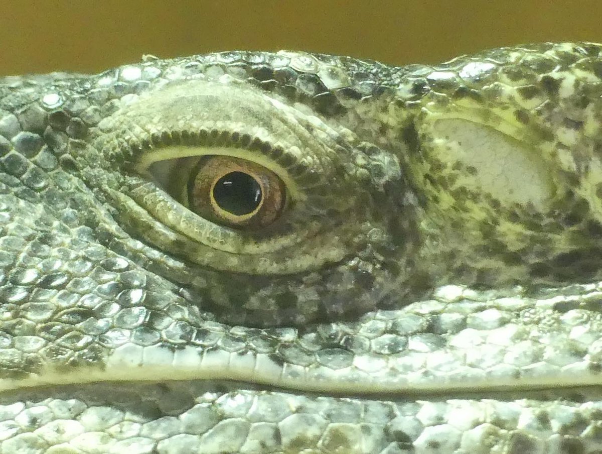 JoshsWildlife's tweet photo. I always love seeing the reptiles at #SEAR
#reptile #reptiles #reptilesofinstagram #snake #lizard #reptilelover #snakes #snakesofinstagram #gecko #animals #nature #lizardsofinstagram #lizards #animal #wildlife #geckosofinstagram #geckos #reptilelove #reptilephotography https://t.co/qWModAMZC6