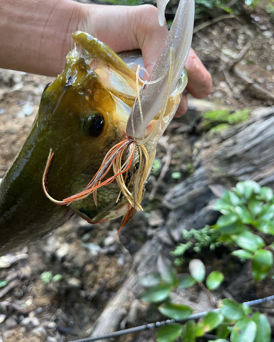 lemonfishing08's tweet photo. ハイピッチャーにドラシャ4.5を縦ストの横に通したら重さのあるバイト！！ワイルドサイド入魂！！
#ジャッカル
#シマノ
#レジットデザイン
#OSP
#ワイルドサイド 
#メタニウムDC
#ハイピッチャー
#ドライブシャッド https://t.co/ZatqUYXfj7