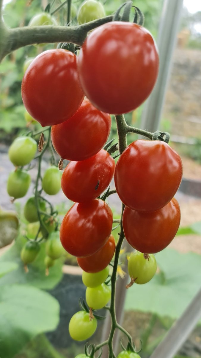 AddingsUp's tweet photo. The tomatoes are beginning to look good. Fingers crossed we can avoid the worst of blight. These are Brandywine and Apero. #NoDig #unsprayed #PesticideFree #organic https://t.co/TQdRGzA6vK