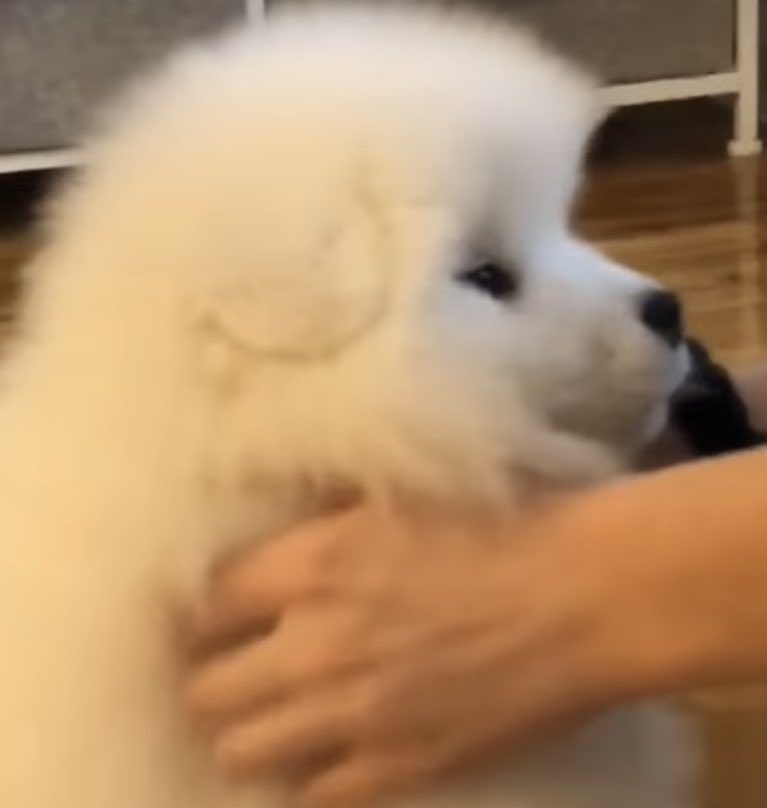 น่อไม่ได้เห่าใส่ป้าข้างบ้านนะแม่ น่อมะชั่ยม๋านะ น่อจะเห่าฮัมมัย