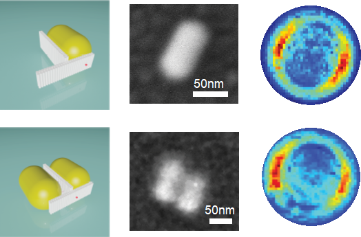 GuilleAcuna_Lab's tweet photo. Also, using the unique advantages of DNA origami we could show that when one rod is missing, or the fluorophore is placed equidistant from the two rods, unidirectionality is lost and a symmetric 2 lobe pattern is detected.7/8 https://t.co/uX8DGIzm7k