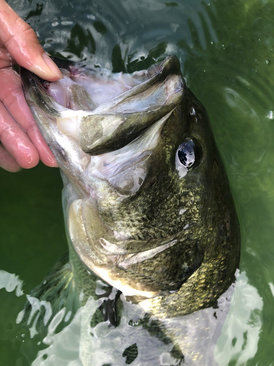 人生初の桧原湖！
タフな状況、右も左もわからず、釣れてもキーパーサイズな展開…

午後一気に釣りを変えてラージ狙い
ヒバラージ50UP！
数年前の多々良ぶりなラージランカー最高に痺れました！
やはりブラックバス！ラージマウス！大迫力！！最高！！！