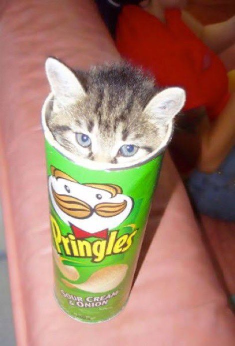 cat_gimmick's tweet photo. https://t.co/BH4pWrSBIf