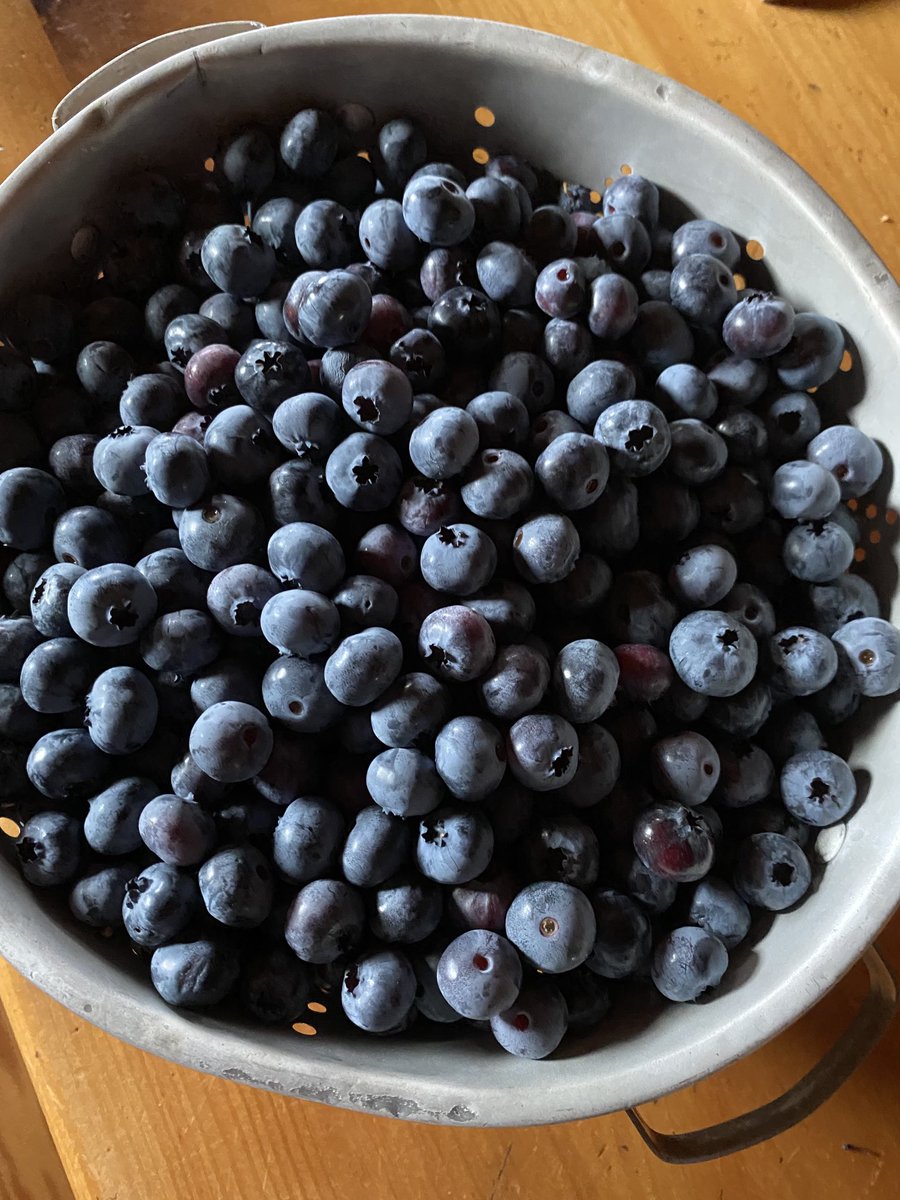 Summer at its finest  #vermont #blueberries