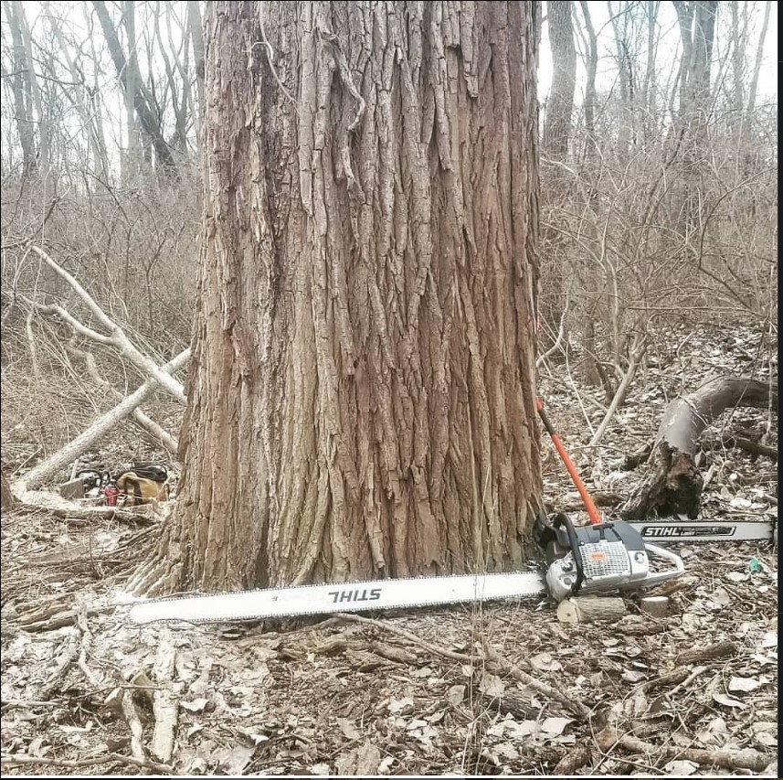 Follow her/his instagram for more post
#logger #logging #treecutting #arboristVia <a href="/nymuh/">👽Nymuh👽🔞</a>