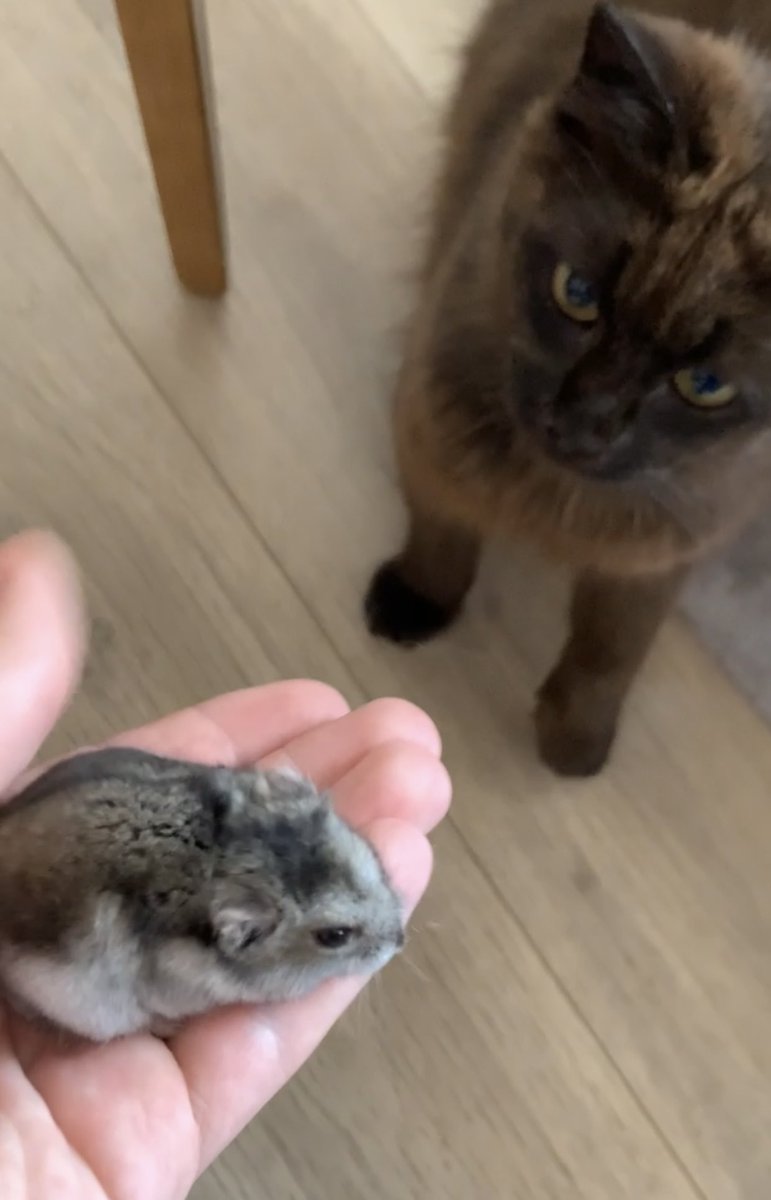 Bon courage au paradis des Hamster Gramidou 🥺