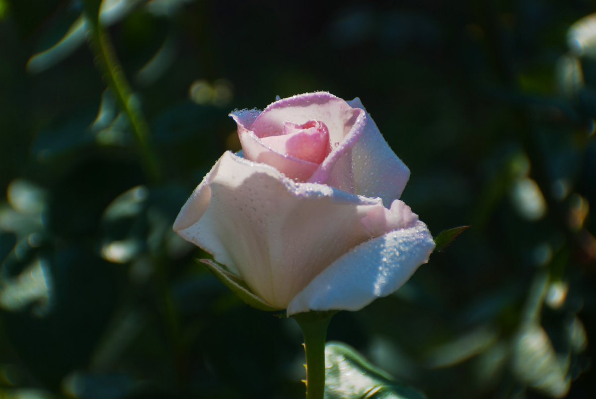 Pete 🌿 tweet media